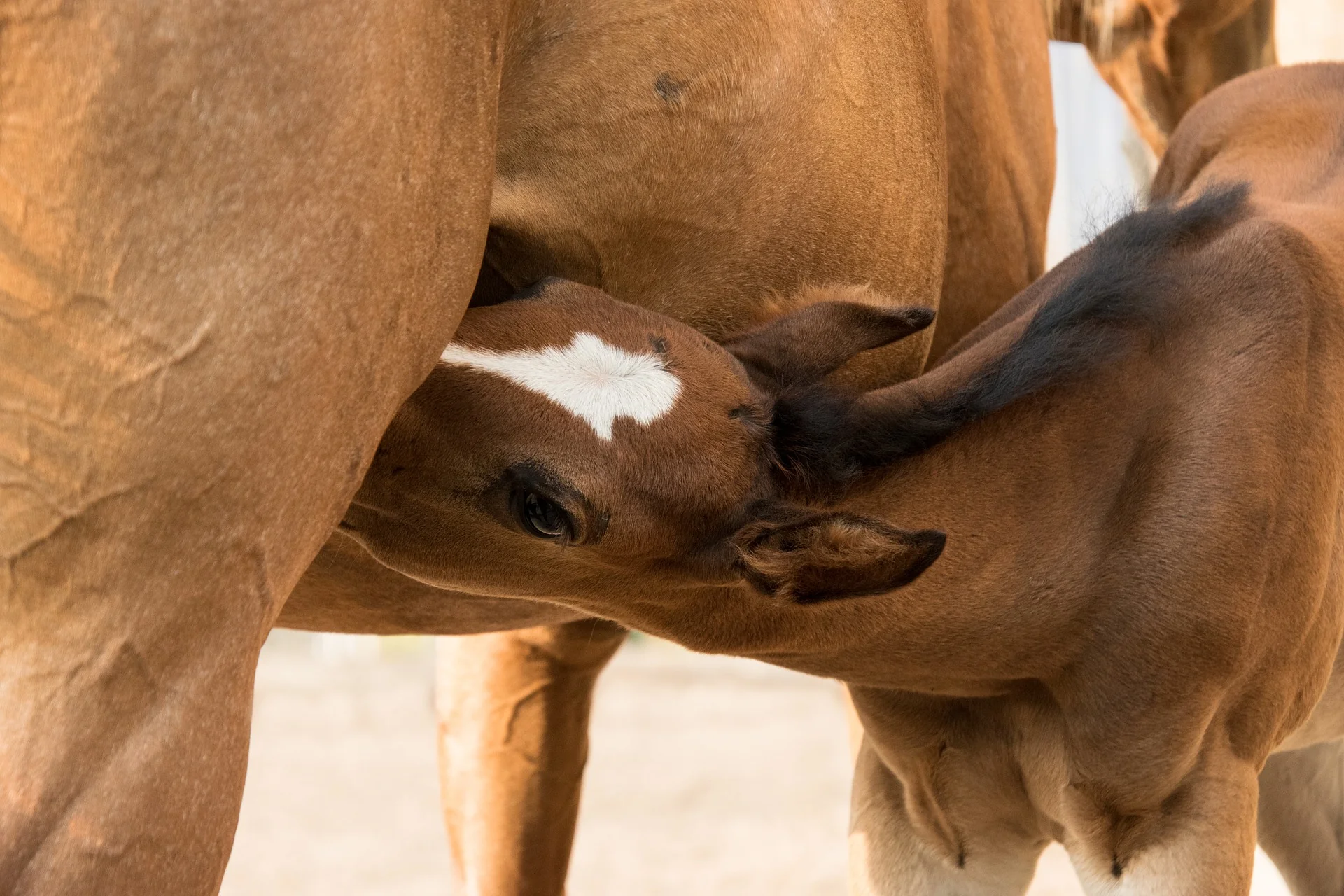 Foal Nursing